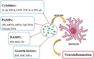 Protective role of ethyl pyruvate in spinal cord injury by inhibiting the high mobility group box-1/toll-like receptor4/nuclear factor-kappa B signaling pathway